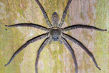 71107011 Spider.jpg