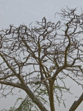 093Gulangyu Barren Tree.jpg