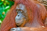 Zoo Orang Utan2.jpg
