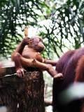 Zoo Baby Orang Utan.jpg
