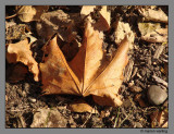 The leaf.jpg