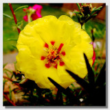 Flower 01.jpg