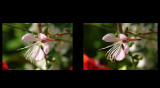 ww-090729-Flowers-33+31.jpg