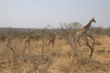 Giraffe and babies