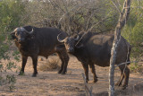 Cape Buffalo