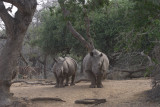 Rhinos