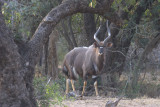 Nyala in the woods