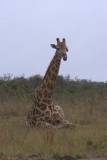 Sitting Giraffe