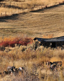 Abandoned for greener pastures
