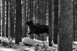 Steaming moose