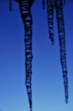 Icy blue icicles