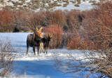 Montana moose