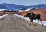 Moose crossing 2
