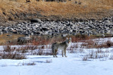 Coyote on the Big Hole River