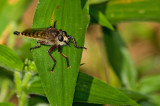 Robber Fly IMGP8584.jpg