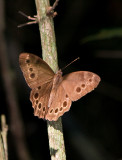 Eyed Brown Butterfly IMGP8583.jpg
