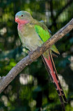 Lorikeet IMGP8953.jpg