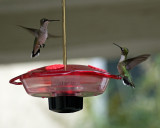 Feeder wars IMGP9727.jpg