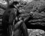 Bonobos IMGP4407 BWa.jpg