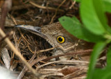 Brown Thrasher on nest IMGP5205.jpg