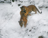 Tiger Cubs IMGP4544.jpg