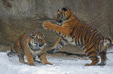 Tiger Cubs IMGP4447.jpg