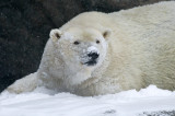 Polar Bear IMGP4423.jpg