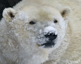 Polar Bear Cropped IMGP4423.jpg