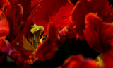 Red Tulips Wegerzyn IMGP4792.jpg