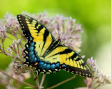 Eastern Tiger Swallowtail Yellow-Form Female IMGP0191.jpg