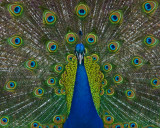 Peacock-IMGP1380.jpg