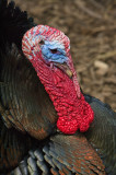 Wild-Turkey-IMGP1440.jpg