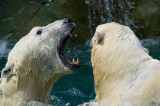 Polar Bears IMGP1403.jpg