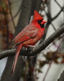 Male Northern Cardinal IMGP1549.jpg