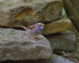 White-Throated Sparrow IMGP1963.jpg
