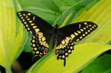 Black Swallowtail IMGP2338.jpg