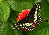 Black Swallowtail IMGP2351.jpg