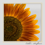 Calebs Sunflower