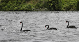 Swans on Rotoiti