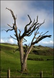 Dead Tree - maybe a Puriri tree