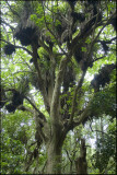 The Many Branched Puriri Tree
