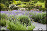 Woodbridges  Lavender Path
