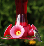 colibri a gorge rubis