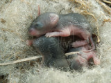 Field Mouse Nest