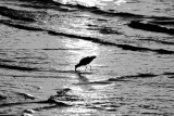 IMG_8738a.jpg