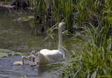 Baby Swans