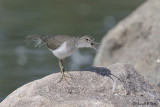  Spotted Sandpiper  2