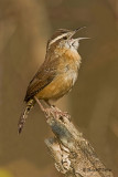  Carolina Wren  4