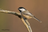  Black - capped Chickadee  3