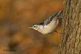  White - breasted Nuthatch   2